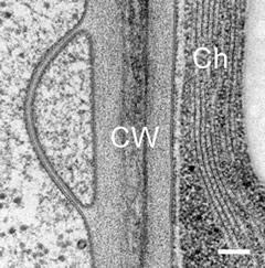 tobacco leaf cell wall