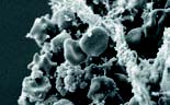 liver tissue