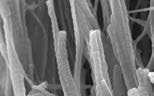 rabbit articular cartilage