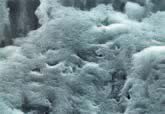 SEM Micrograph
