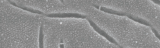 Baker's Yeast