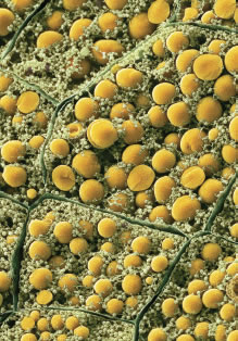 Maize Root Starch Granules