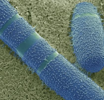 Algae