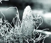 Barley Root Tip