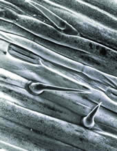 Barley Leaf