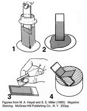 Preparation of carbon support films