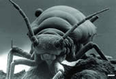 Frozen Hydrated Aphid
