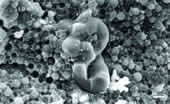 Stable Emulsion of a Hydrophobic Polymer