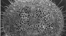 Cells of petiole
