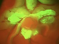 Section of printed circuit board, fluorescence