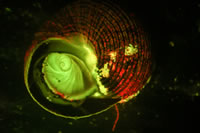 Section of printed circuit board, fluorescence