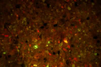 Parallel cuts across the copper trace, fluorescence