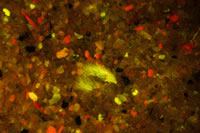 Parallel cuts across the copper trace, fluorescence