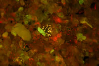 Parallel cuts across the copper trace, fluorescence