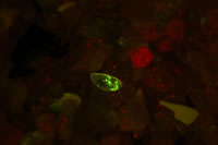 Parallel cuts across the copper trace, fluorescence