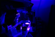 NIGHTSEA SFA in the Dustan Lab