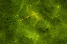 Section of printed circuit board, fluorescence