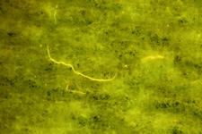 Section of printed circuit board, fluorescence