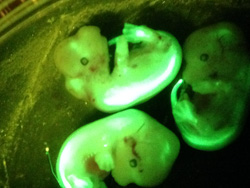 GFP Mouse Embryos