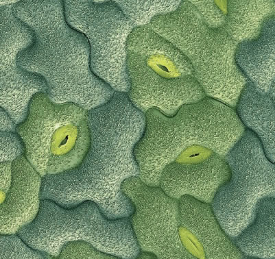 Soya Bean Leaf