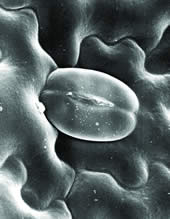 Stomatal Pore