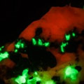 Fluorescent mineral imaged through microscope