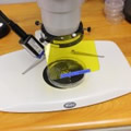 GFP Xenopus under white light