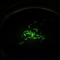 GFP Xenopus excited by Royal Blue, viewed through filter shield