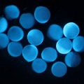 DAPI-stained zebrafish embryos, fluorescing under ultraviolet light excitation