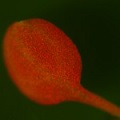 Arabidopsis fluorescence imaged with long-pass filter (c) NIGHTSEA