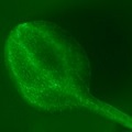 Arabidopsis fluorescence imaged with bandpass filter (c) NIGHTSEA