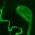 Arabidopsis fluorescence imaged with bandpass filter (c) NIGHTSEA