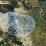 Aequorea jellyfish in the shallow intertidal (c) Charles Mazel