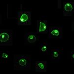 Juvenile Aequorea fluorescing under blue light (c) Charles Mazel