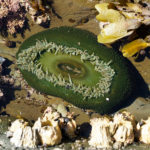 Anthopleura anemone with fluorescent protein (c) Charles Mazel
