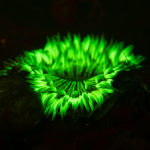 Anthopleura anemone fluorescing under blue light (c) Charles Mazel