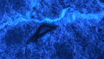 ultraviolet