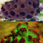 Coral Acropora cervicornis in white light (top) and fluorescence (c) Mote Marine Laboratory, reproduced with permission