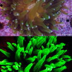 Coral Dendrogyra cylindrus in white light (top) and fluorescence (c) Mote Marine Laboratory, reproduced with permission