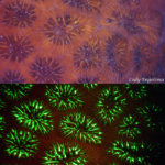 Coral Siderastrea siderea in white light (top) and fluorescence (c) Mote Marine Laboratory, reproduced with permission