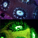 Coral Montastrea cavernosa in white light (top) and fluorescence (c) Mote Marine Laboratory, reproduced with permission