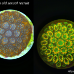 Coral Orbicella faveolata on settlement plug in white light (left) and fluorescence (c) Mote Marine Laboratory, reproduced with permission