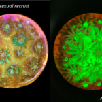 Coral Porites astreoides on settlement plug in white light (left) and fluorescence (c) Mote Marine Laboratory, reproduced with permission