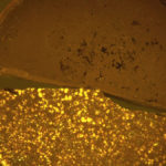 Test tablets with (lower) and without tetracycline (c) Dr. Eneko Larrañeta, Queen's University Belfast