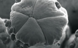 Stamen from Yellow Mum