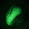 GFP stereo microscope