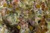 Coral Recruitment