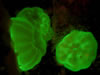 Coral Recruitment