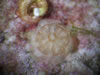 Coral Recruitment