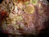 Coral Recruitment